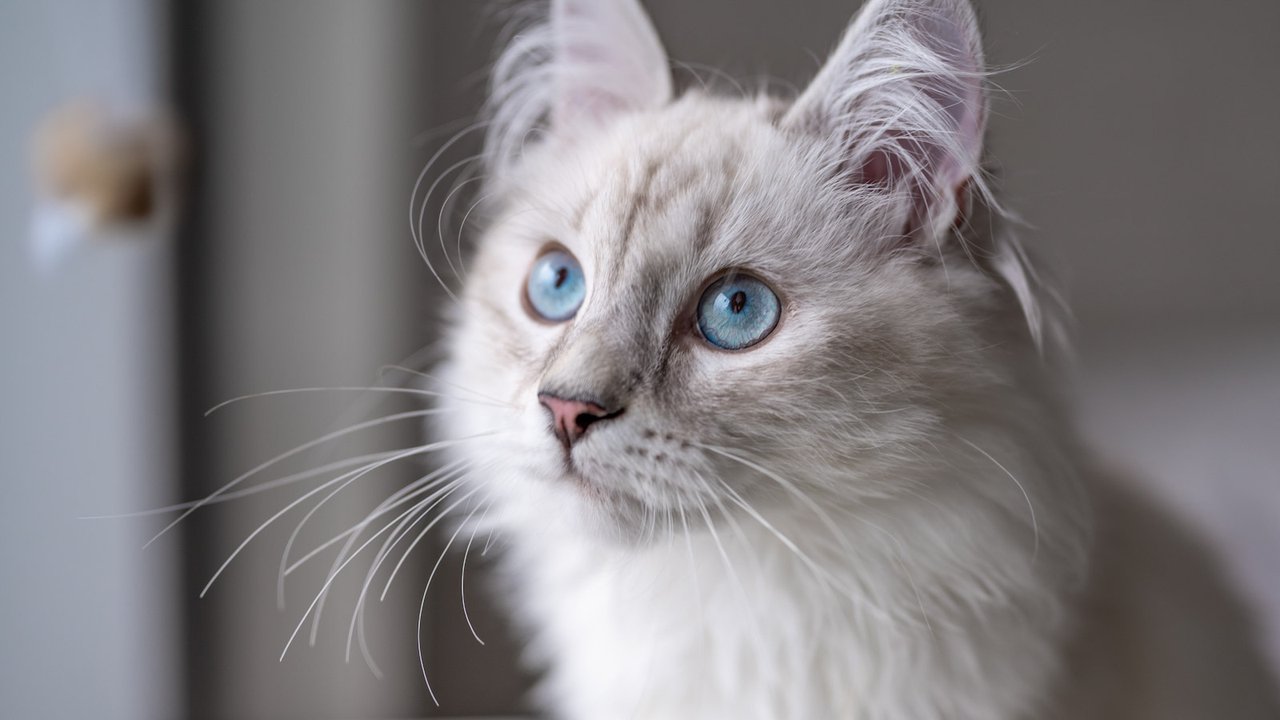 Кошачий разговорник | Учимся понимать, о чем говорят кошки - Питомцы Mail.ru