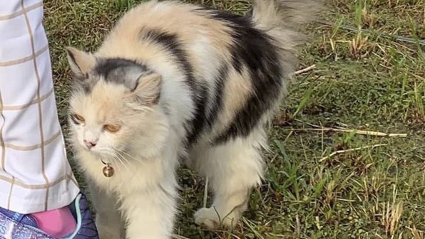 Собака узнала пропавшую кошку по фотографии на плакате