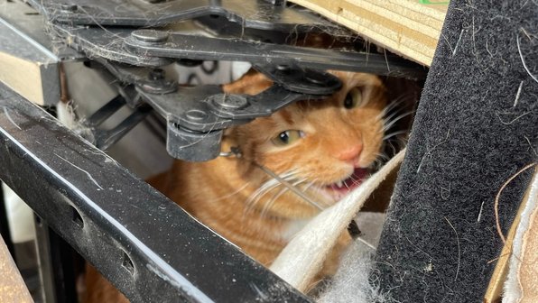 Хозяева случайно сдали кошку в комиссионный магазин