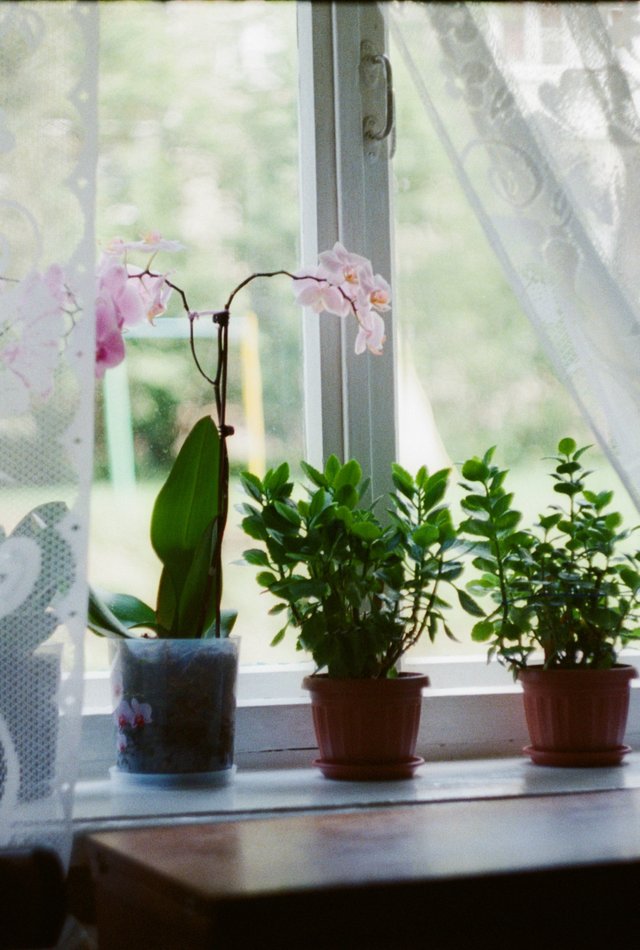 Растения дома