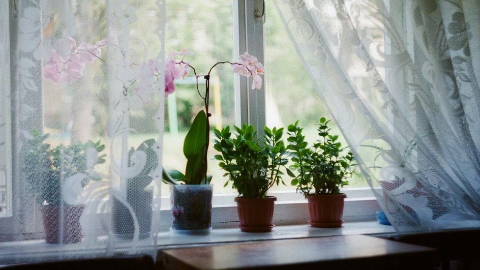 Горшки с домашними растениями стоят на подоконнике