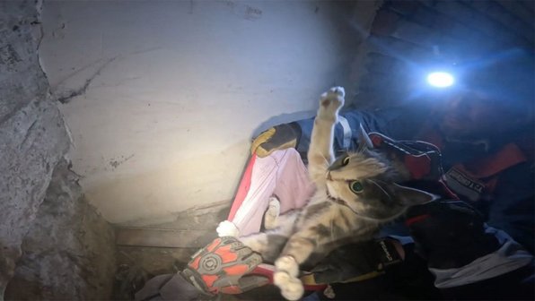 В Питере спасли кошку, провалившуюся в узкую щель