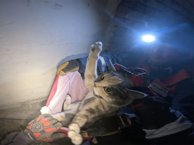 В Питере спасли кошку, провалившуюся в узкую щель