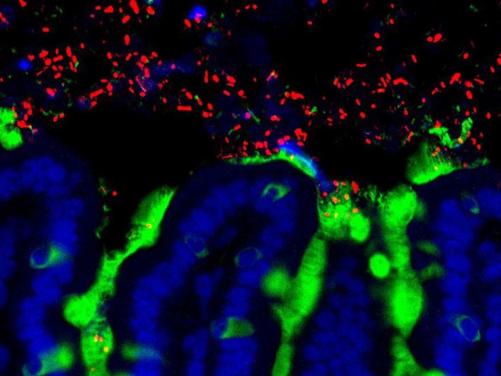 Комменсальные бактерии (красные) среди слизи (зеленые) и эпителиальных клеток (синие) в тонком кишечнике мыши.