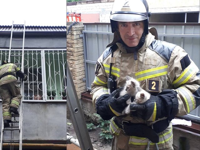 Во Владикавказе спасли котят, умолявших о помощи на крыше