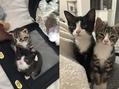 Котенок вырос