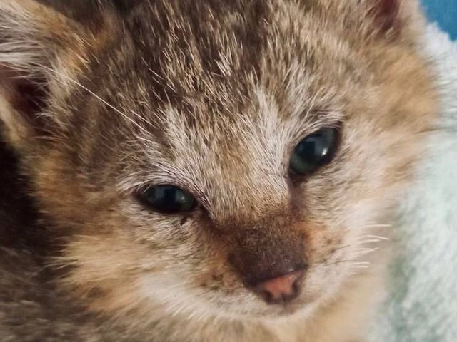 Котенок передал привет спасателям, доставшим его из-под земли