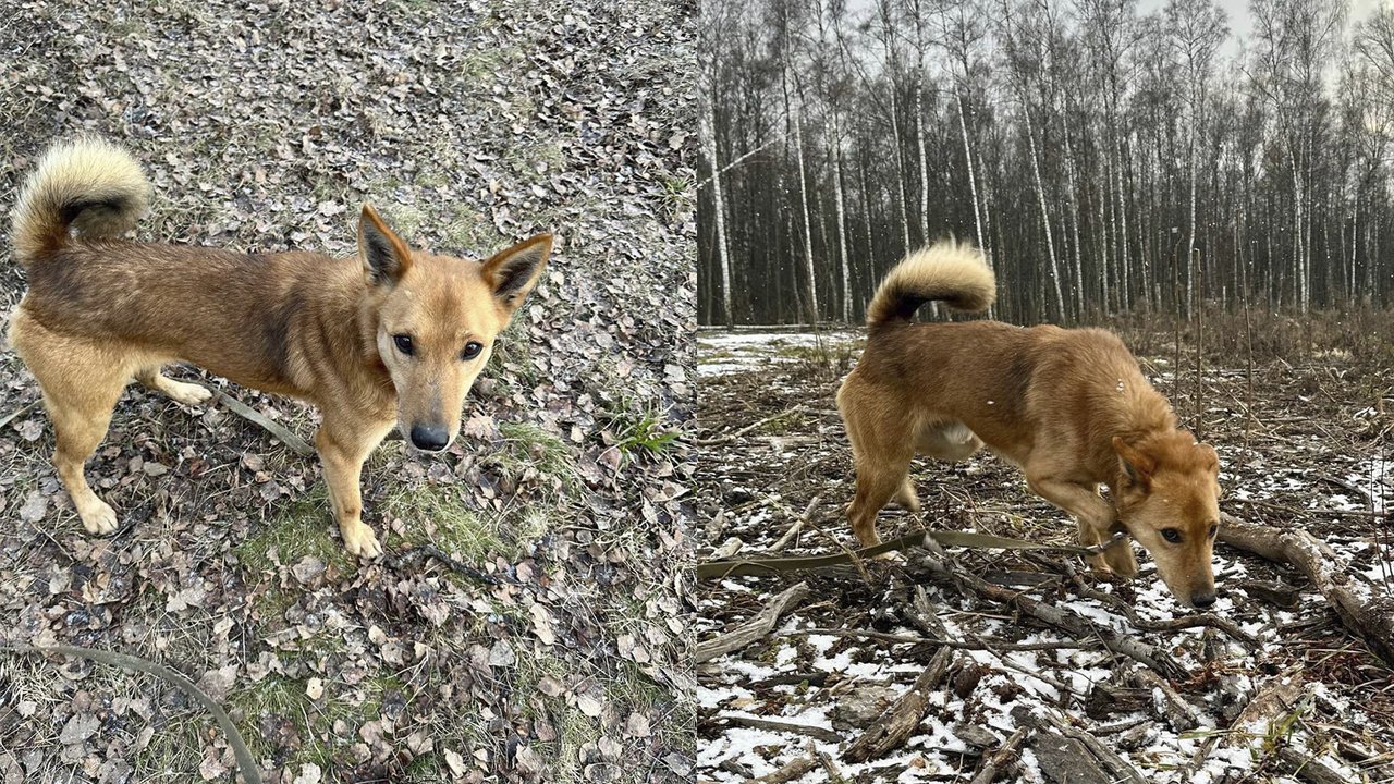 Пес по имени Микки