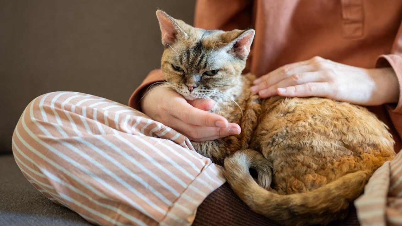 Кошка Кошка
