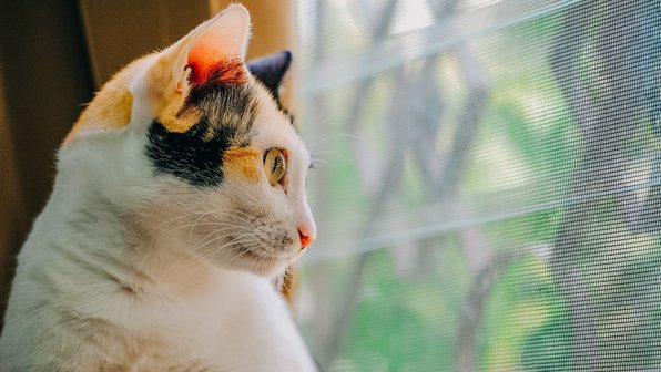 Две кошачьи беды: окна без сеток и самовыгул