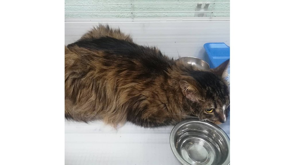 Усыпление кошек