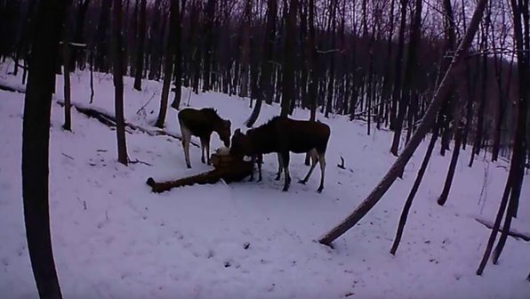 Лосиная семья попалась в объектив фотоловушки в Башкирии