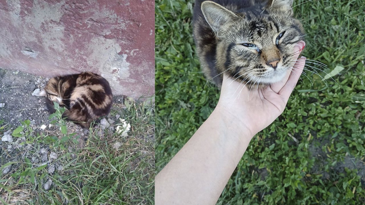 Под Тулой спасли раненого кота, которого выкинули хозяева