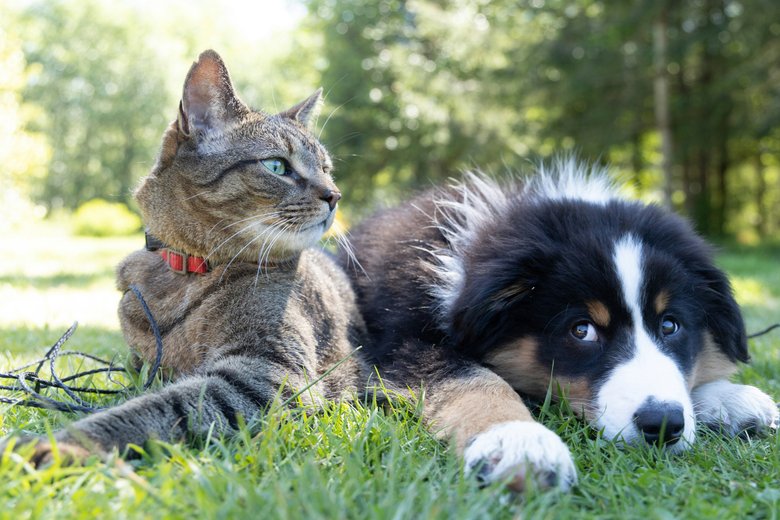 Кот и пес Кот и пес