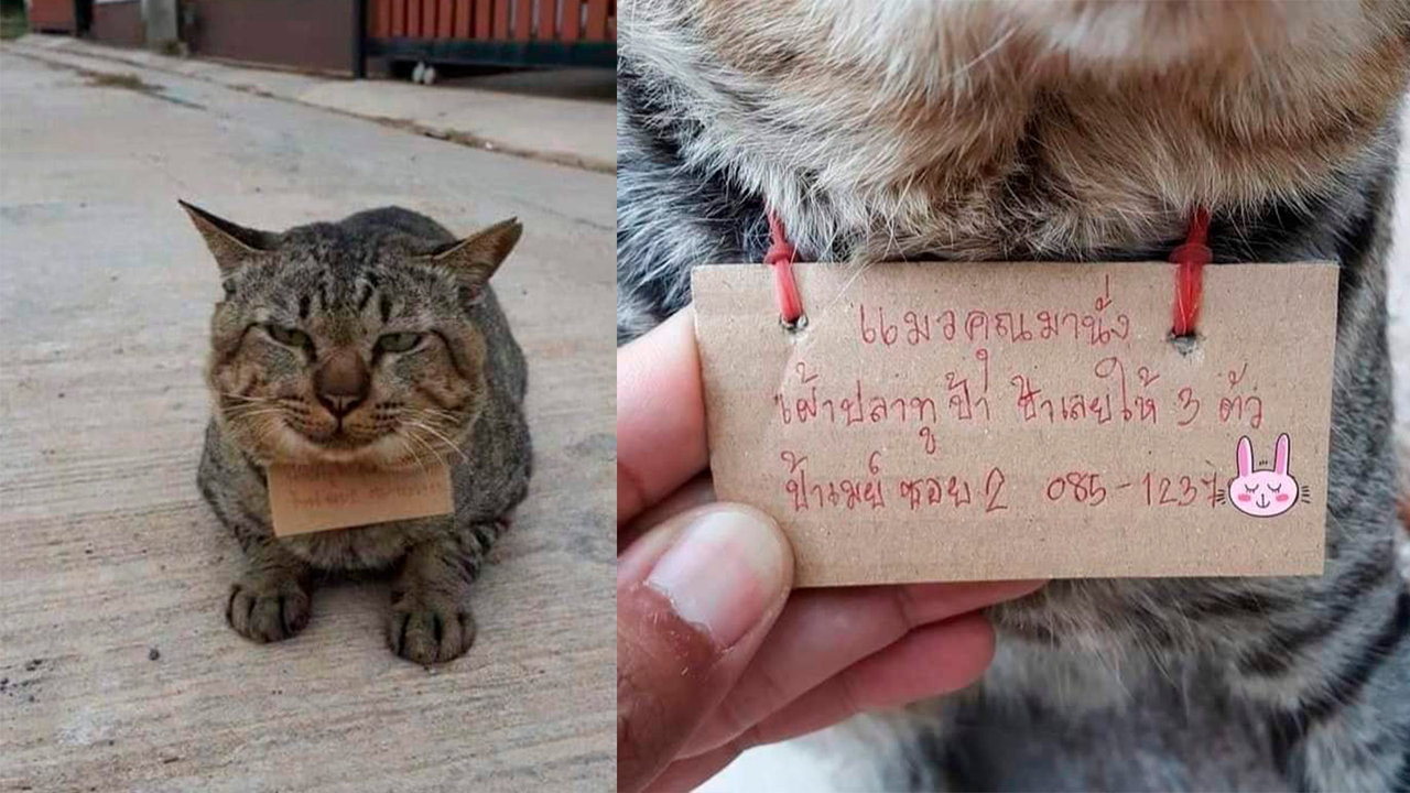 В записке был указан номер продавщицы, чтобы хозяин котика оплатил его долги за рыбу
