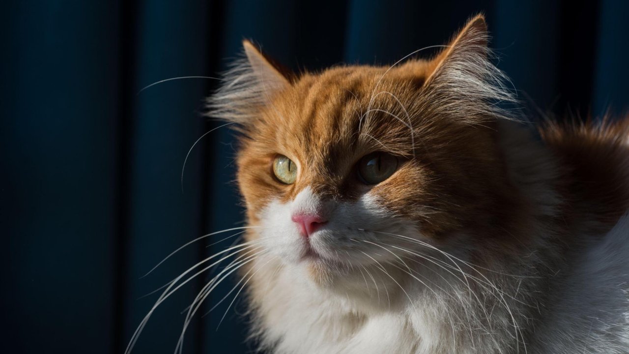 Кошка Кошка