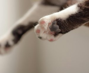 Лапки кошки