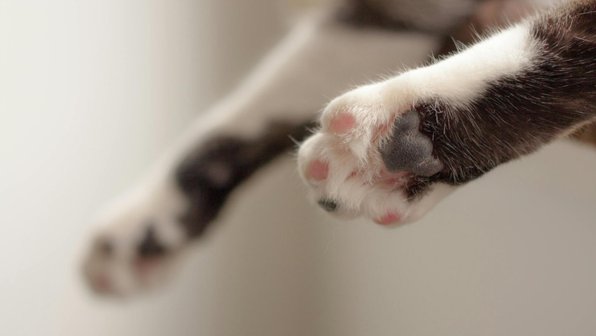 Почему кошка лапами мнет хозяина: 6 причин, которые вас удивят