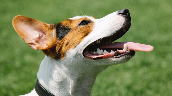 Свежее дыхание: почему у собаки пахнет изо рта