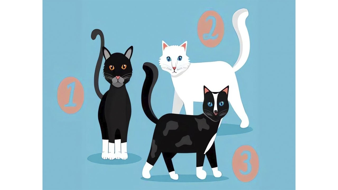 Тест на тип личности: выберите кота