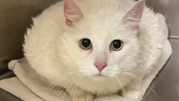 Кота отдали в приют из-за лишнего веса. Теперь он на диете