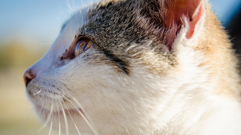 Ушной грибок у кошек | Апиценна