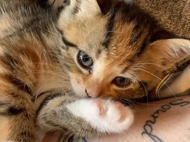 Pets.mail.ru Pets.mail.ru