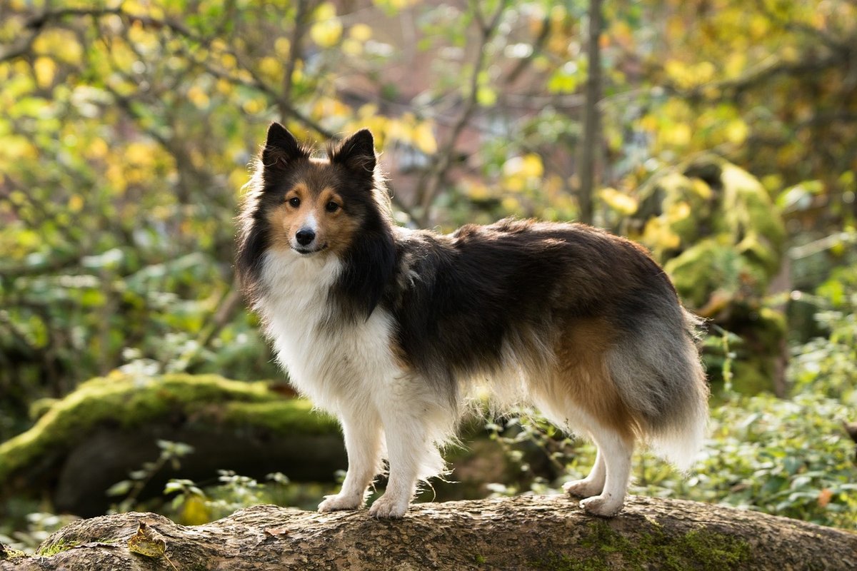 Шелти - описание породы собак: характер, особенности поведения, размер,  отзывы и фото - Питомцы Mail.ru
