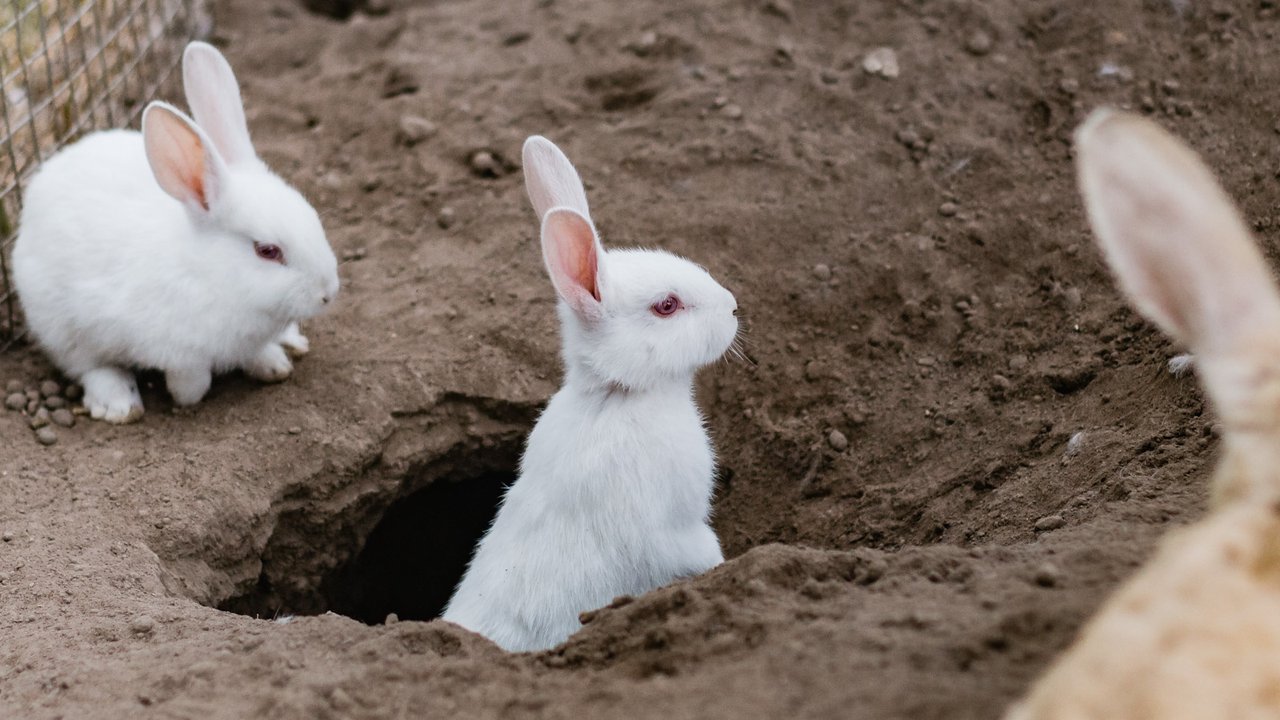 Кролики под землей