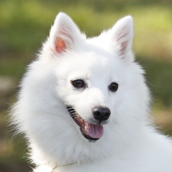 Японский шпиц - описание породы собак: характер, особенности поведения,  размер, отзывы и фото - Питомцы Mail.ru