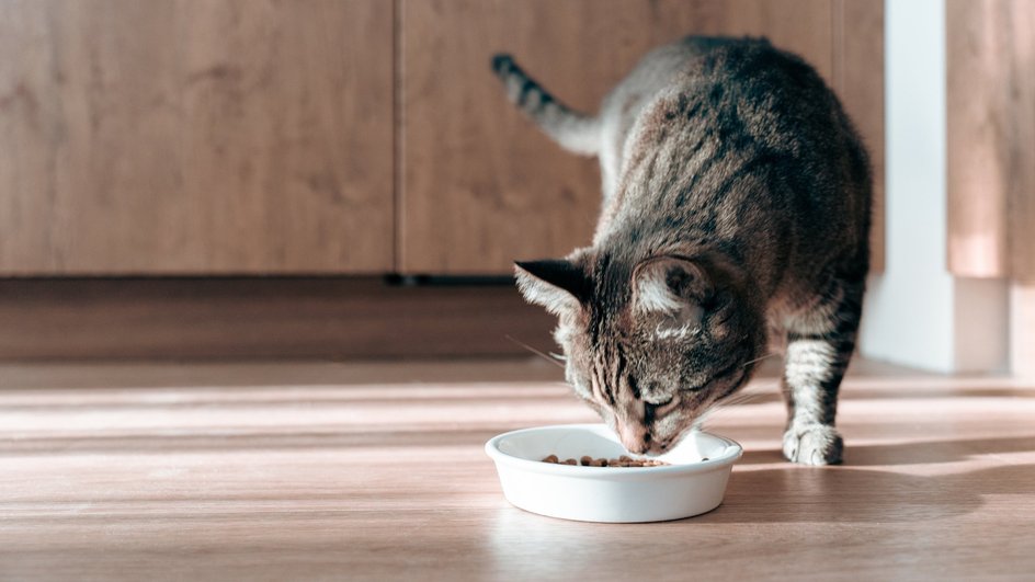 Кошка кушает и ходит по полу Кошка кушает и ходит по полу