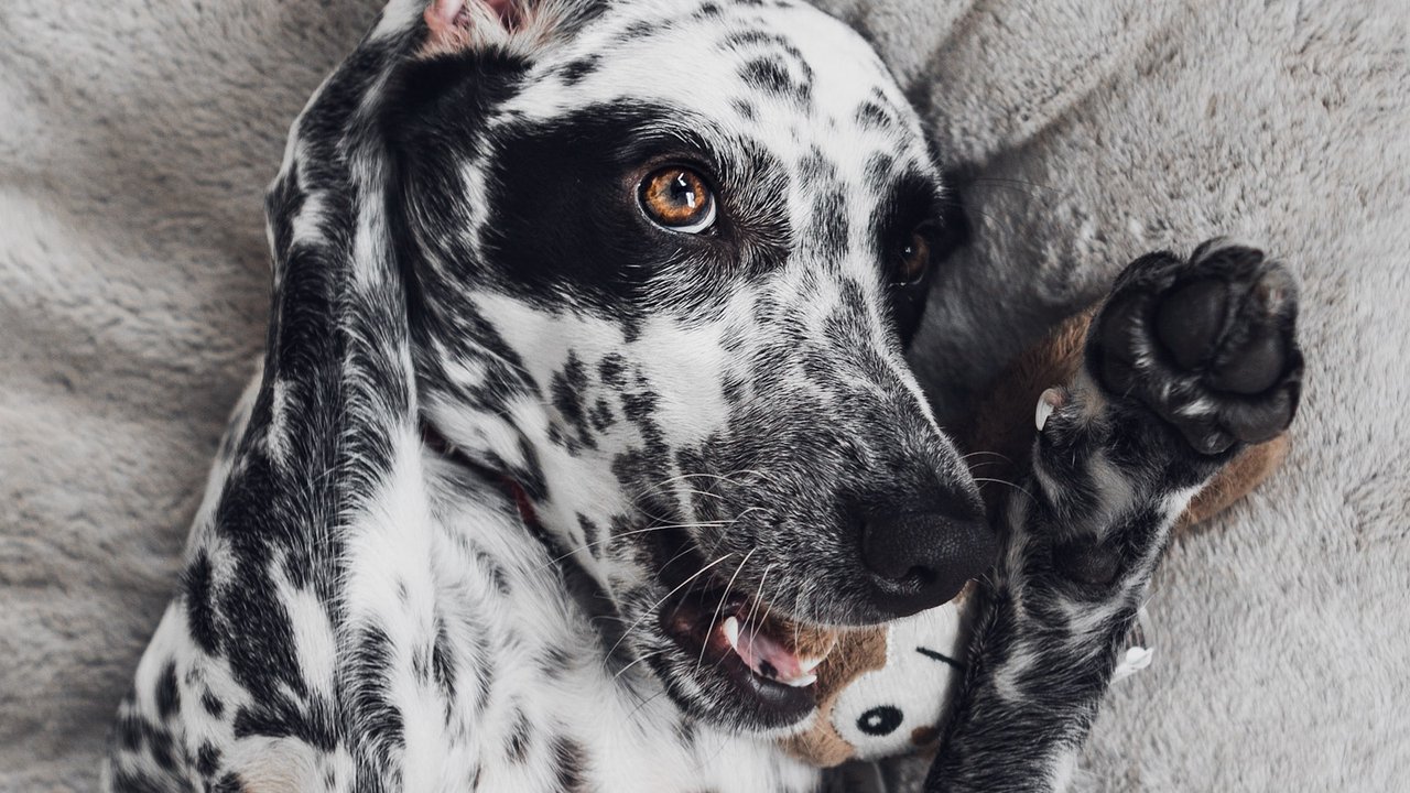 Как играть с собакой | Игры с животным дома или на улице - Питомцы Mail.ru