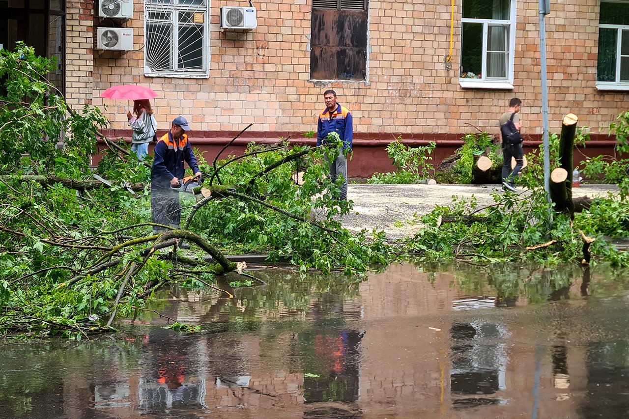 Сильный ветер повалил деревья в Таганроге, были обесточены дома - Погода  Mail.ru