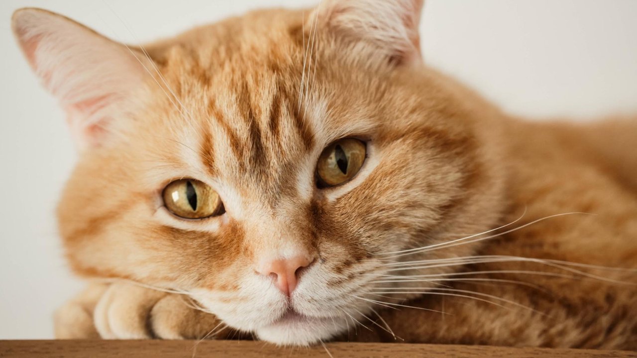 Рыжий кот Рыжий кот