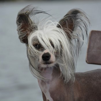 Китайская хохлатая собака - описание породы собак: характер, особенности  поведения, размер, отзывы и фото - Питомцы Mail.ru