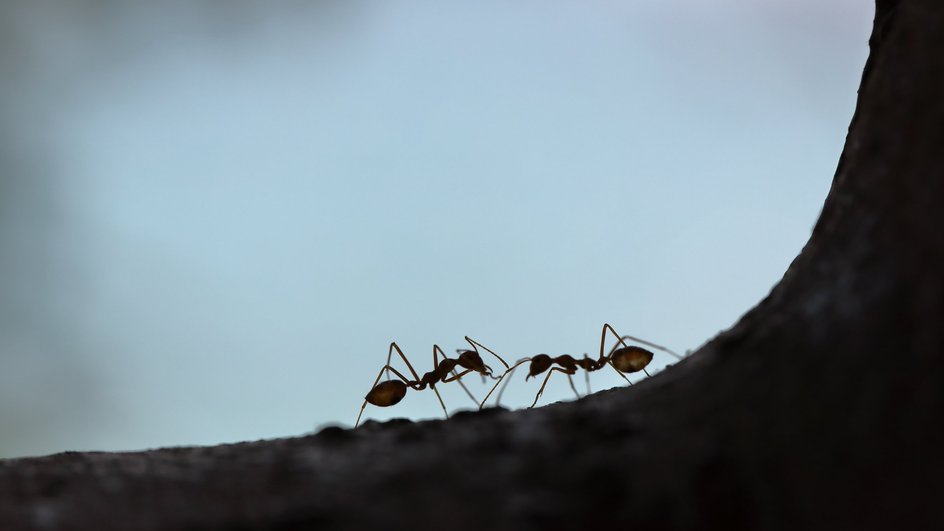 Два муравья ползут навстречу друг другу