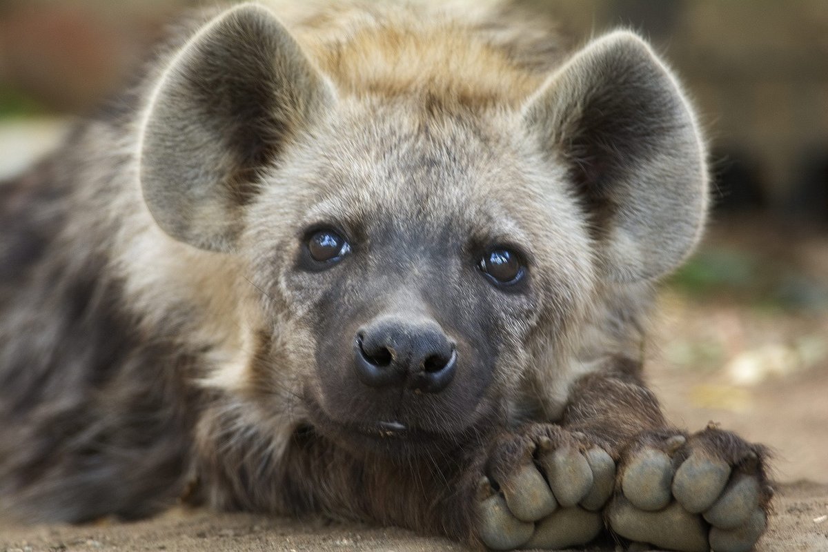 12 милых фактов о животных, которые вы не знали - Питомцы Mail.ru