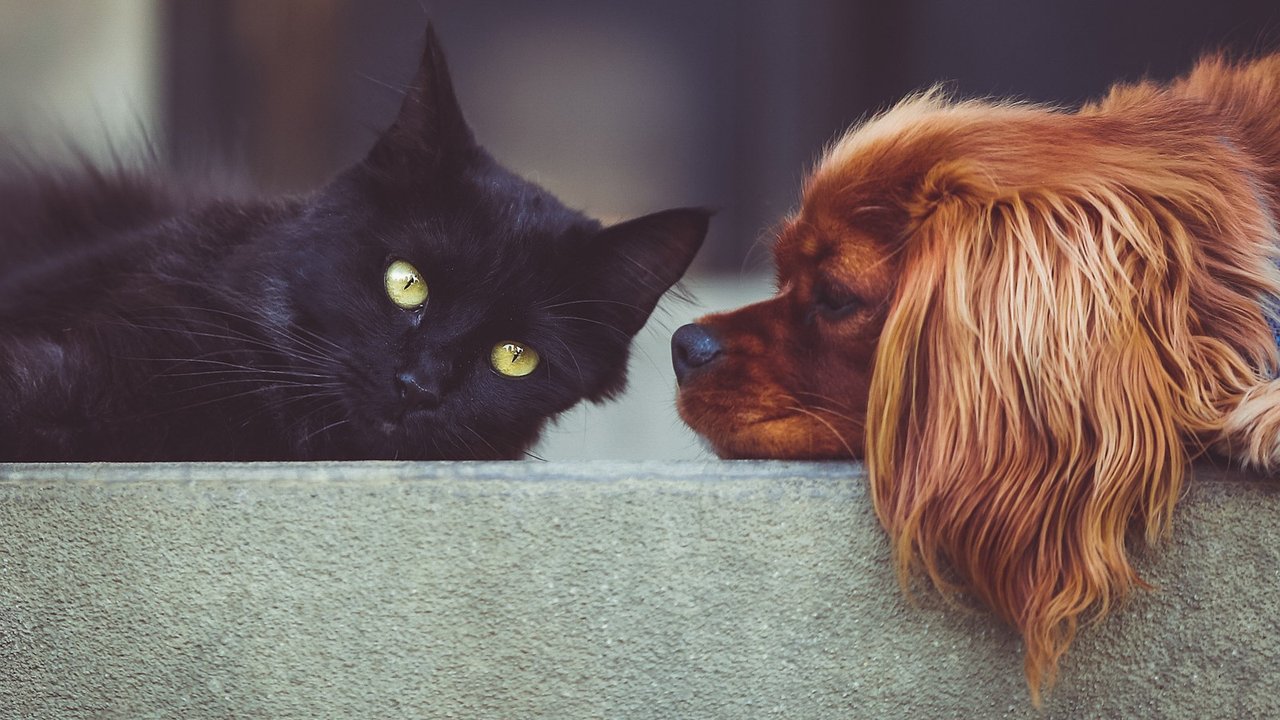 Черная кошка и рыжая собака