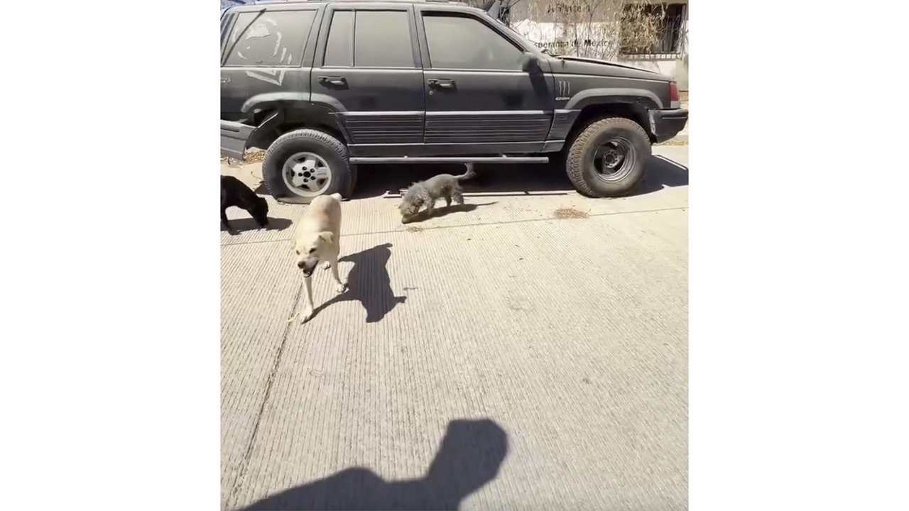 Спасение пса Спасение пса
