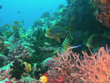Кадр из Коралловый риф: Удивительные подводные миры
