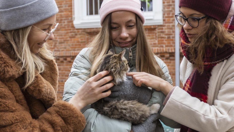 Женщины-волонтеры гладят кошку в приюте