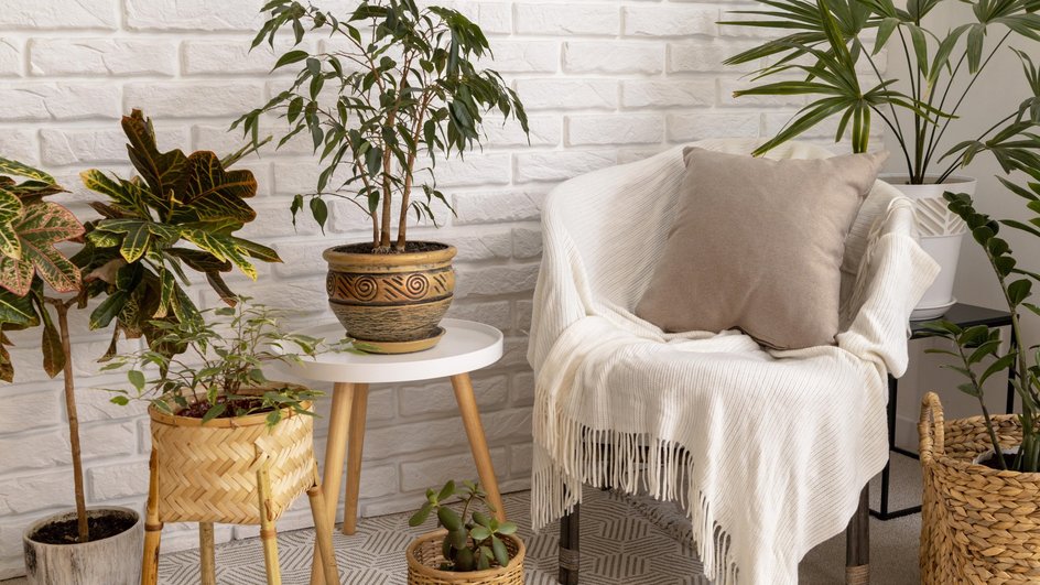 Кресло с белым пледом в окружении домашних растений 