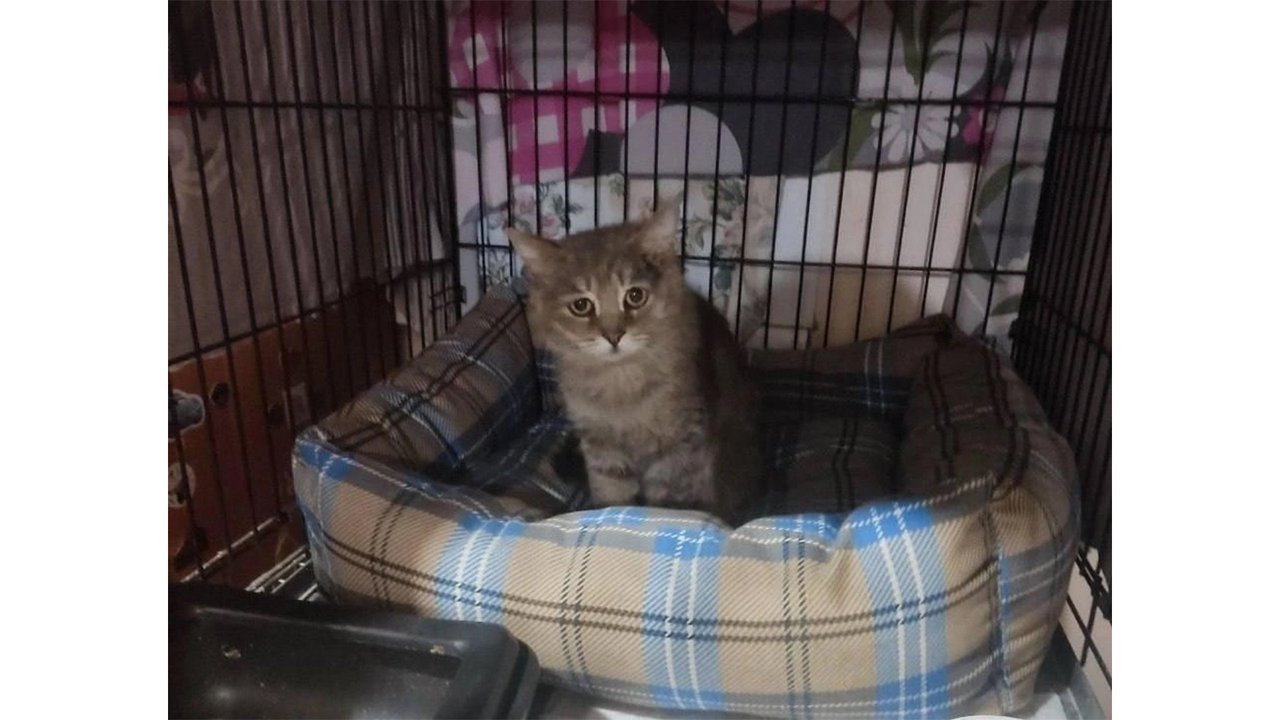 Кот с особенным взглядом остается один — его никто не хочет брать Кот с особенным взглядом остается один — его никто не хочет брать