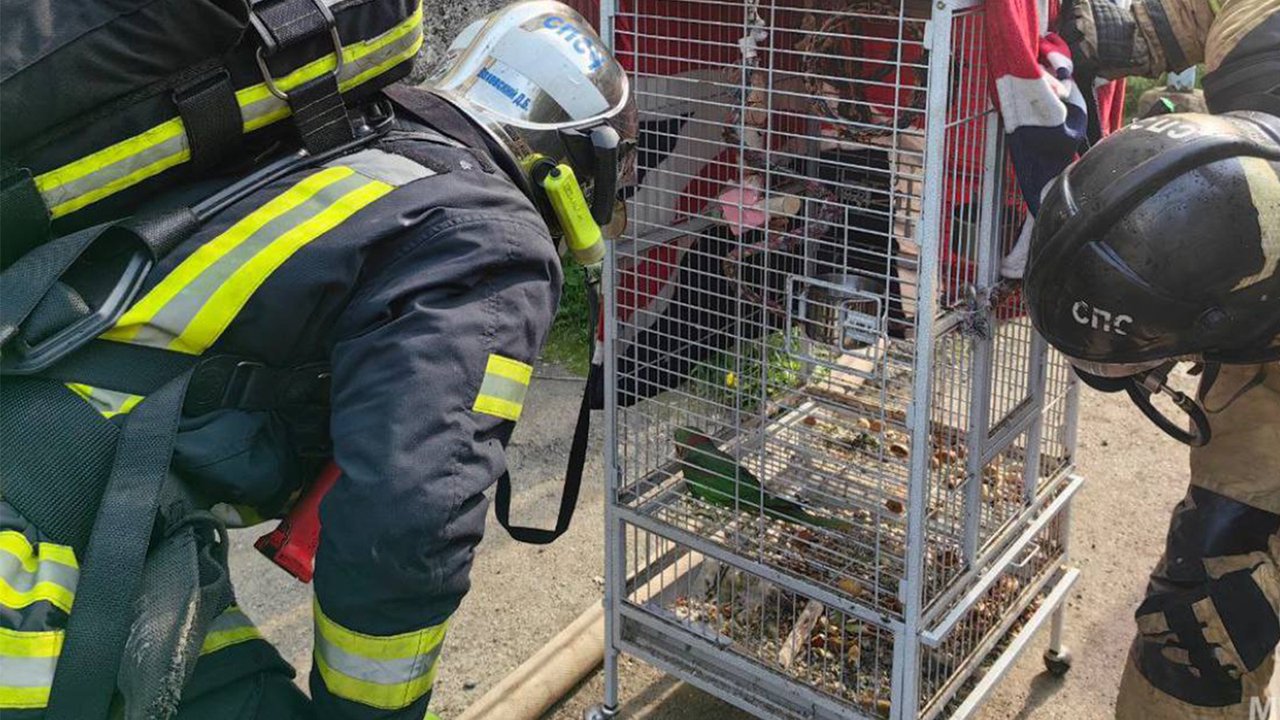 В Магадане пожарные спасли попугая из огня