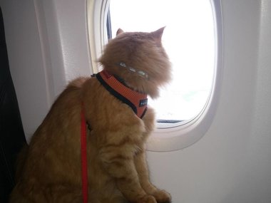 Slide image for gallery: 6112 | Кот не боится летать в самолете