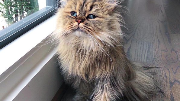 15 «недовольных» котов. Фотоподборка