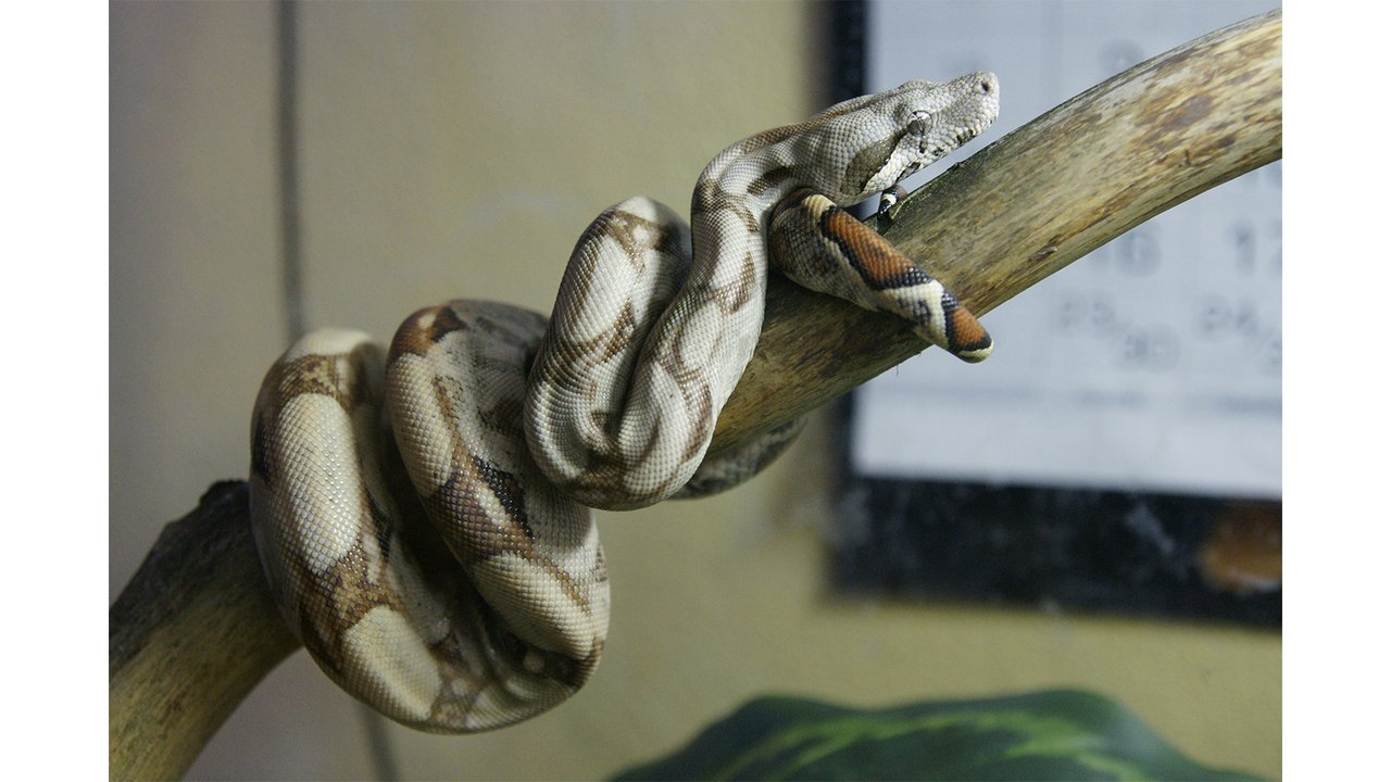 Императорский удав обыкновенный (Boa constrictor imperator) Императорский удав обыкновенный (Boa constrictor imperator)