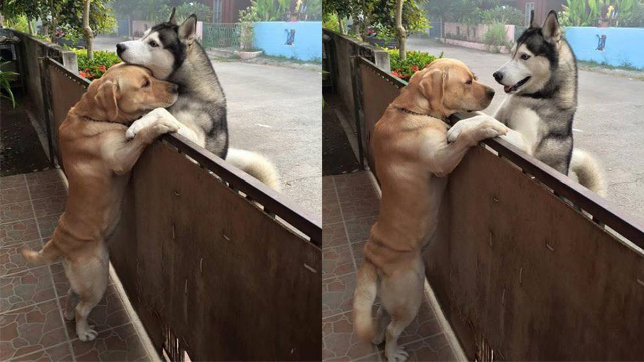 Собаки-друзья