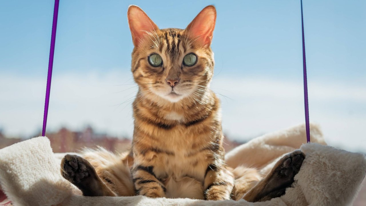 Кошка Кошка