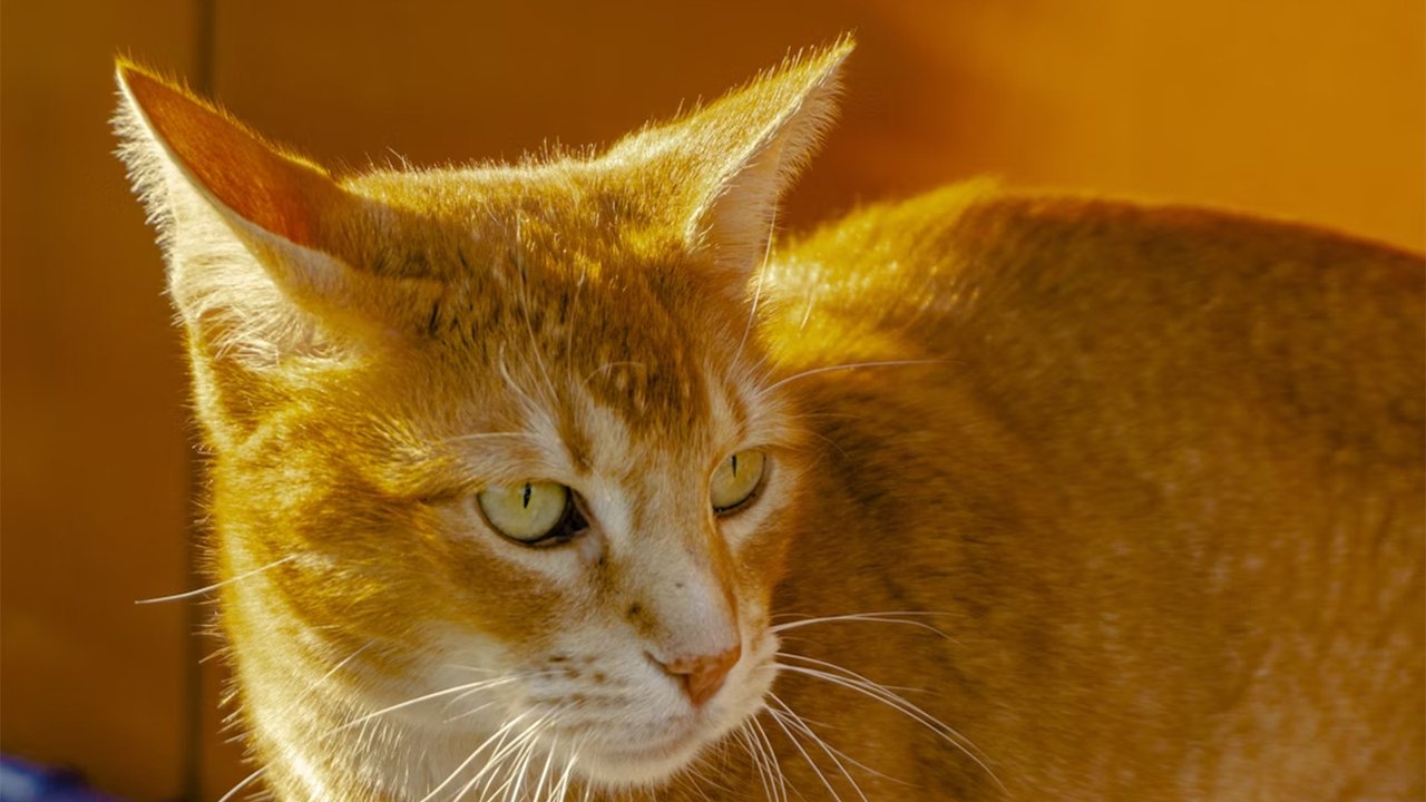 Рыжий кот